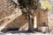 A desert garden with arid soil and olive trees in a fortress of a castle