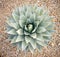 Desert garden landscape agave succulent plant