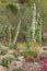 Desert Garden with Penstemon