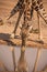 Desert Giraffe at a waterhole 2