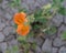 Desert globemallow against cracked ground