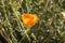 Desert Globemallow Sphaeralcea ambigua blooming in Joshua Tree National Park, California