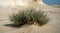 Desert grass Panicum turgidum in qatar deserts