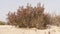 Desert grass plant in Qatar,Halophyte plant Zygophyllum qatarense or Tetraena qatarense