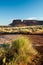 Desert Grasses illuminated by rising sun