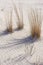 Desert Grasses and Shadows in the White Sands