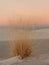 Desert Grasses in White Sands