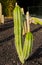 desert green cactus