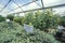 Desert greenhouse experiment at the University of Arizona Environmental Research Laboratory in Tucson, AZ