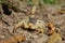 Desert Hairy Scorpion Hadrurus arizonensis