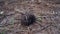 Desert hedgehog walking on agriculture ground. Long eared hedgehog or Hemiechinus auritus, captive animal