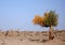 The desert hero-Heart-shaped withered tree in Ejin