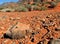 Desert Horned Lizard desert,Nevada,United States