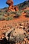 Desert Horned Lizard desert,Nevada,United States