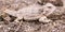 The desert horned lizard (Phrynosoma platyrhinos) is a species o