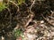 Desert horned lizard resting in shade