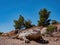 Desert horned lizard statue in Nature Discovery Trail and Rock Garden