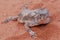 Desert horned lizard at valley of fire