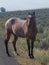 Desert horses mountains and cloudy sky