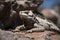 desert iguana basking in the sun on the rocks