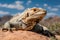 desert iguana basking in the sun on the rocks