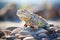 desert iguana basking on sunlit pebbles