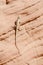 Desert iguana sitting on a redrock