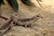 Desert iguanas