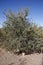Desert Ironwood bush, Olneya tesota