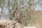 Desert ironwood tree growing between rocks