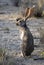 Desert jackrabbit in Saguaro National Park