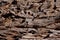 Desert Juniper Wood Background