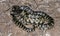 Desert kingsnake