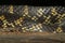 Desert Kingsnake skin