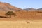 Desert landscape with acacia trees and oryx in NamibRand Nature Reserve, Namib, Namibia, Africa