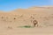 Desert landscape with Baby camel calf feeding on mother camel in arabian desert. Travel safari background.