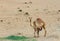 Desert landscape with Baby camel calf feeding on mother camel in desert, Dubai. Travel safari background.