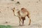 Desert landscape with Baby camel calf feeding on mother camel. Travel safari background.