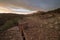 Desert landscape with blooming cactus under windswept clouds