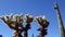 Desert landscape with cacti, in the foreground a cactus Cylindropuntia sp. in a Organ Pipe Cactus National Monument, Arizona, USA