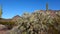 Desert landscape with cacti, in the foreground a cactus Cylindropuntia sp. in a Organ Pipe Cactus National Monument, Arizona, USA