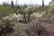 Desert landscape with cholla, prickly pear, and saguaro cacti, plus ocotillo and creosote bushes in Saguaro National Park