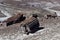 Desert Landscape with Chunks of Petrified Logs