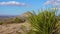 Desert landscape, Common sotol, desert spoon Dasylirion wheeleri. New Mexico