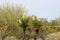 A desert landscape featuring profusely flowering Mojave Yucca plants, aloe, Desert Marigolds, and a Palo Verde Tree