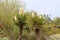 A desert landscape featuring profusely flowering Mojave Yucca plants, Desert Marigolds