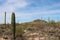 A Desert landscape filled with Cholla, Prickly Pear and Saguaro Cacti on the Desert Discovery Trail in Arizona