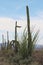 Desert landscape filled with ocotillo, creosote bushes, saguaro, prickly pear and cholla cacti in Arizona