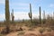 Desert landscape filled with a variety of cacti in Saguaro National Park West, Tucson, Arizona