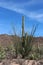 Desert landscape, in front of mountains, with ocotillo growing around saguaro cacti, creosote bushes, cholla and prickly pear